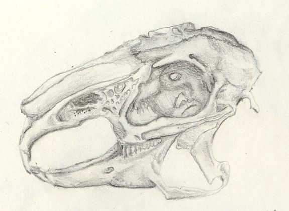 Rabbit Skull, pencil drawing 1996