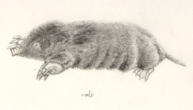 Mole, pencil drawing 1998